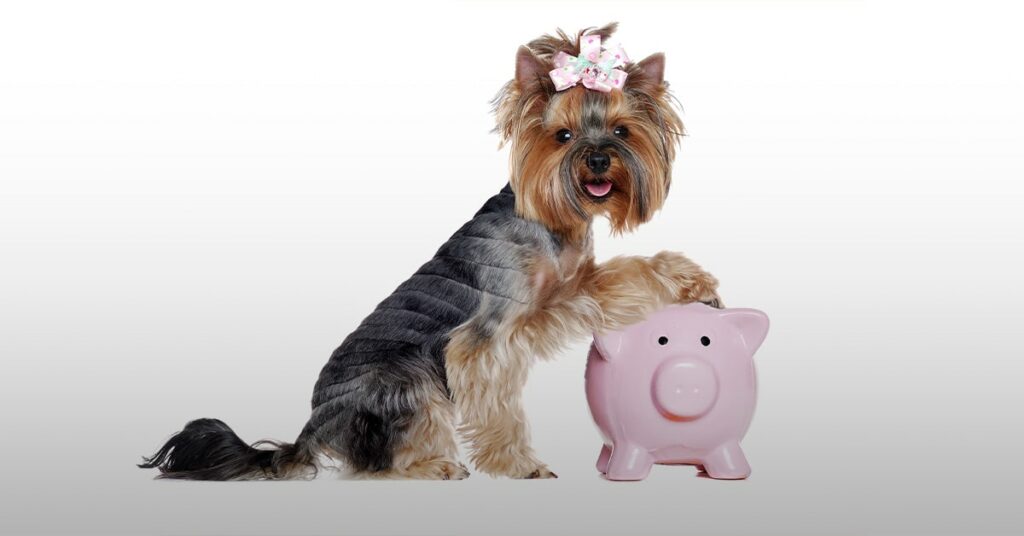Así puedes cuidar tus finanzas en el cuidado de las mascotas